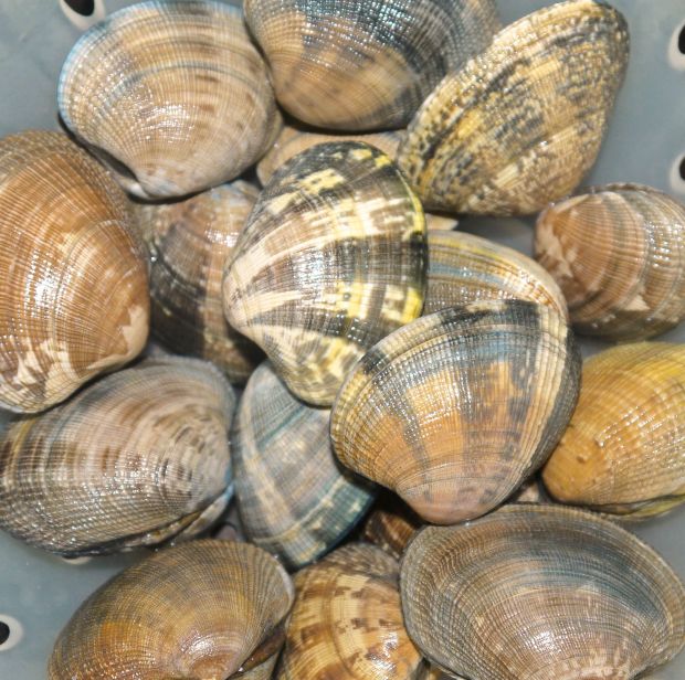 vongole3